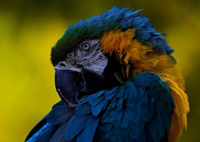a portrait of a parrot